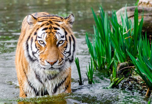 Tiger and plants