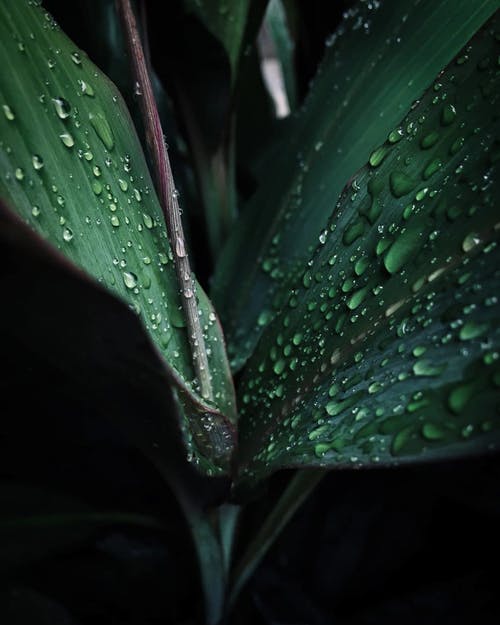 Plant with water drops