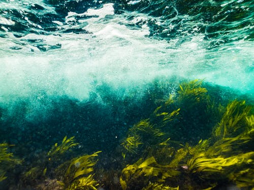 Plants underwater