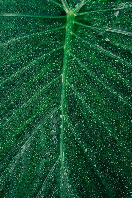 Green leaf with water