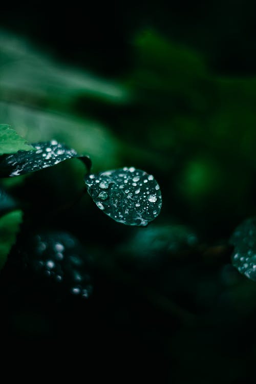 Green plants with water on top