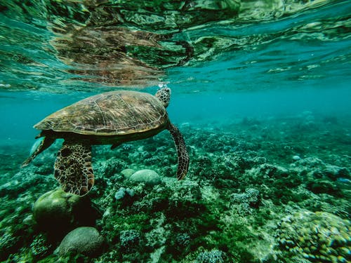 Turtle swimming