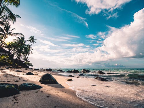 Beach and palm trees