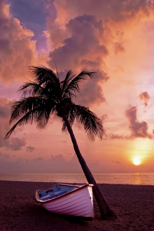 Palm tree and sunset