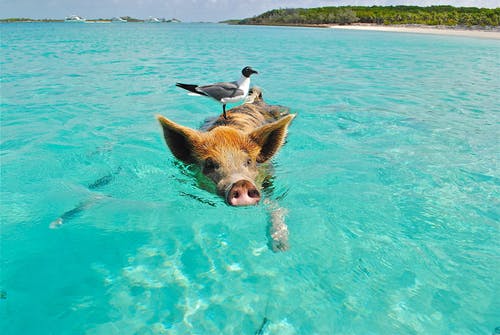 Pig swimming with bird