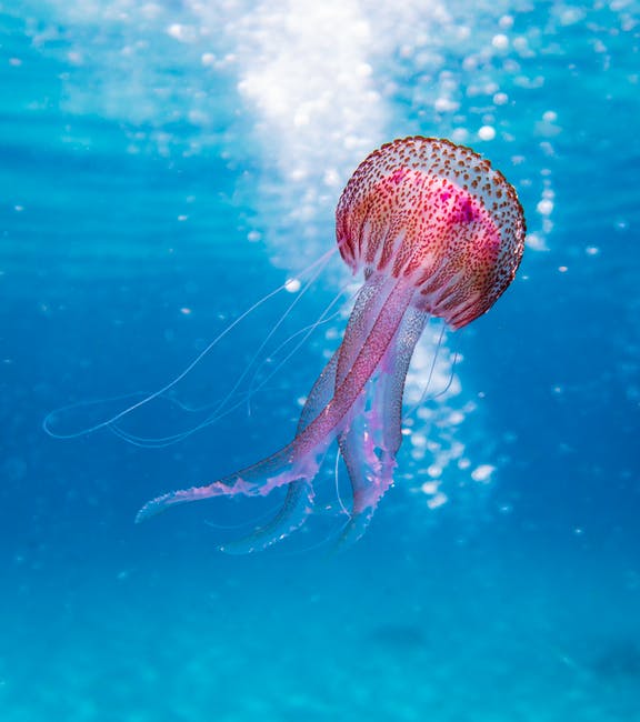 Jellyfish in the ocean